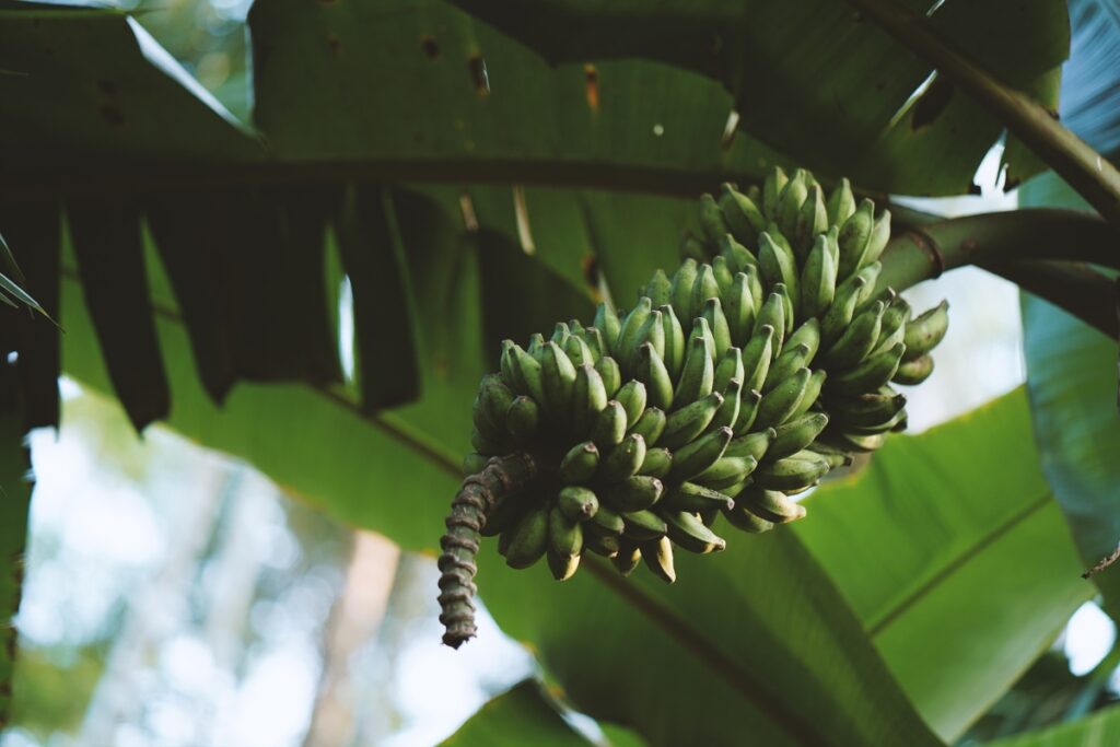 banana tree