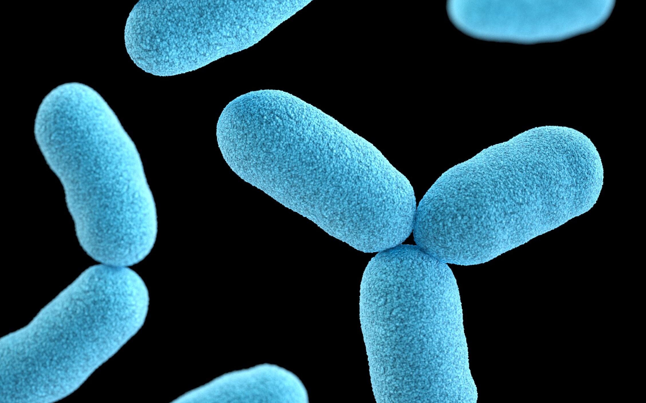 the bacteria Serratia