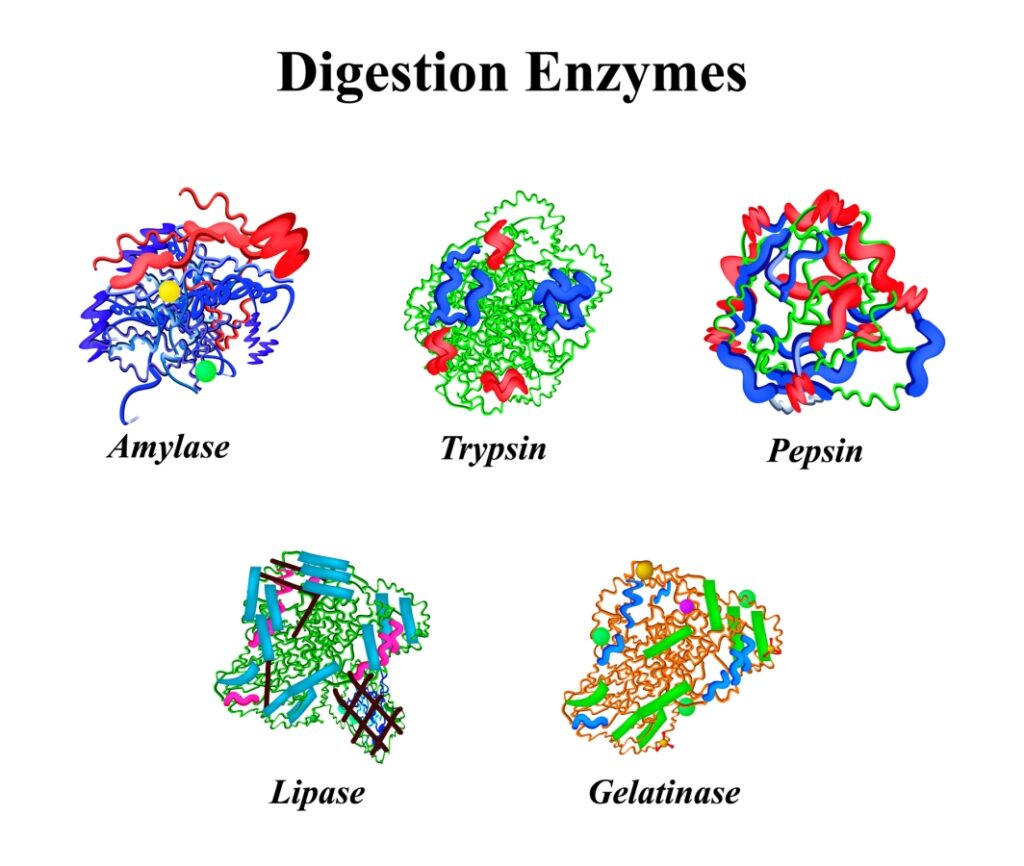 molecular representation of digestive enzymes