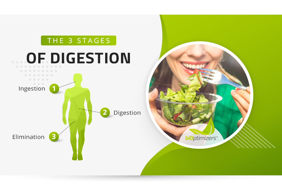 the 3 stages of digestion