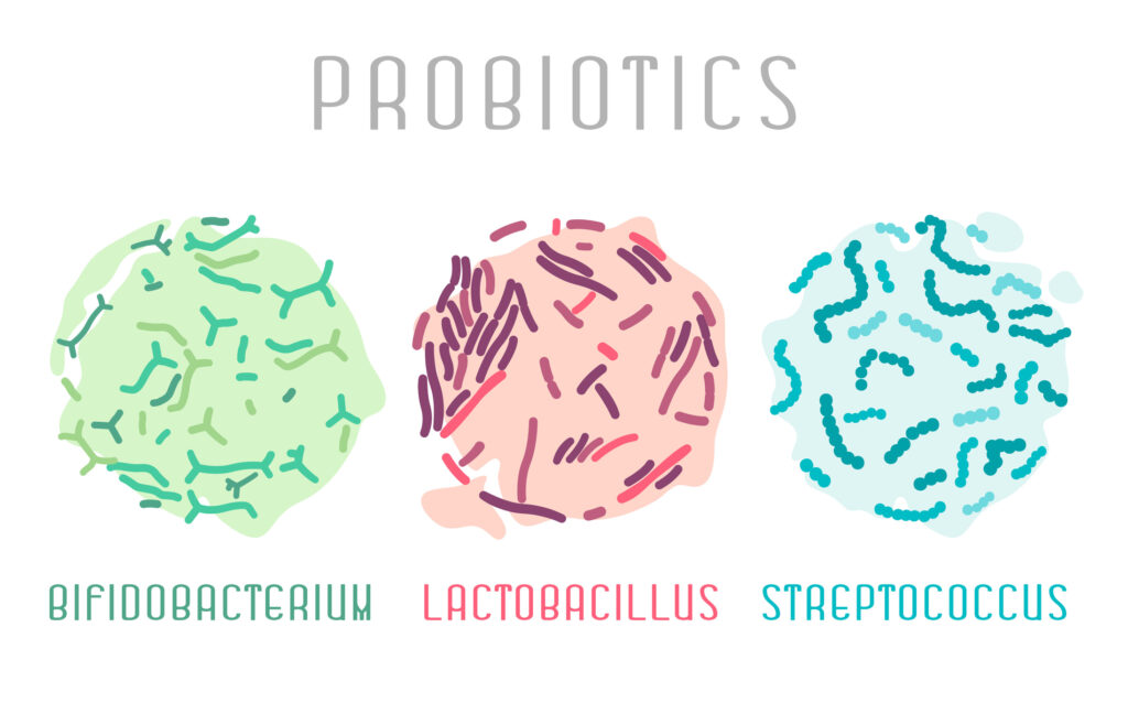 A diagram showing diferent types of probiotics Bifidobacterium, Lactobacillus and Streptococcus