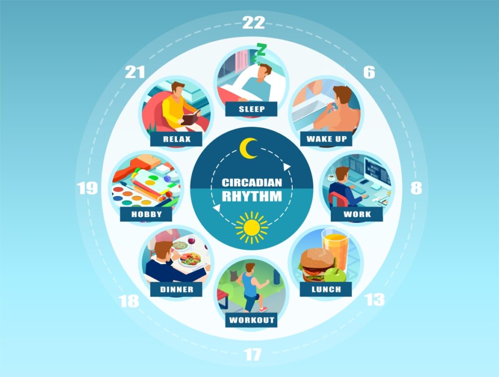 the circadian rhythm diagram