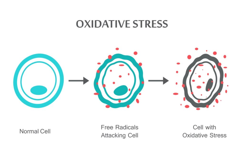 oxidative stress damage to cells