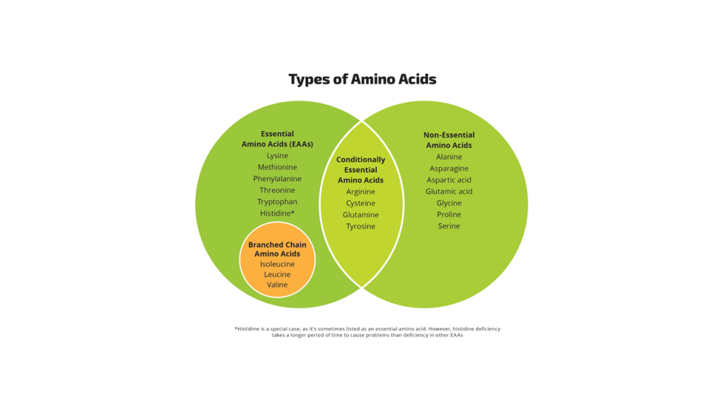 types of amino acids