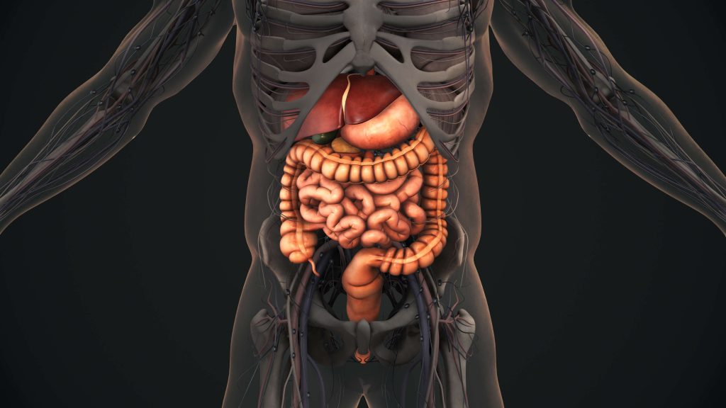 Human digestive system anatomy animation