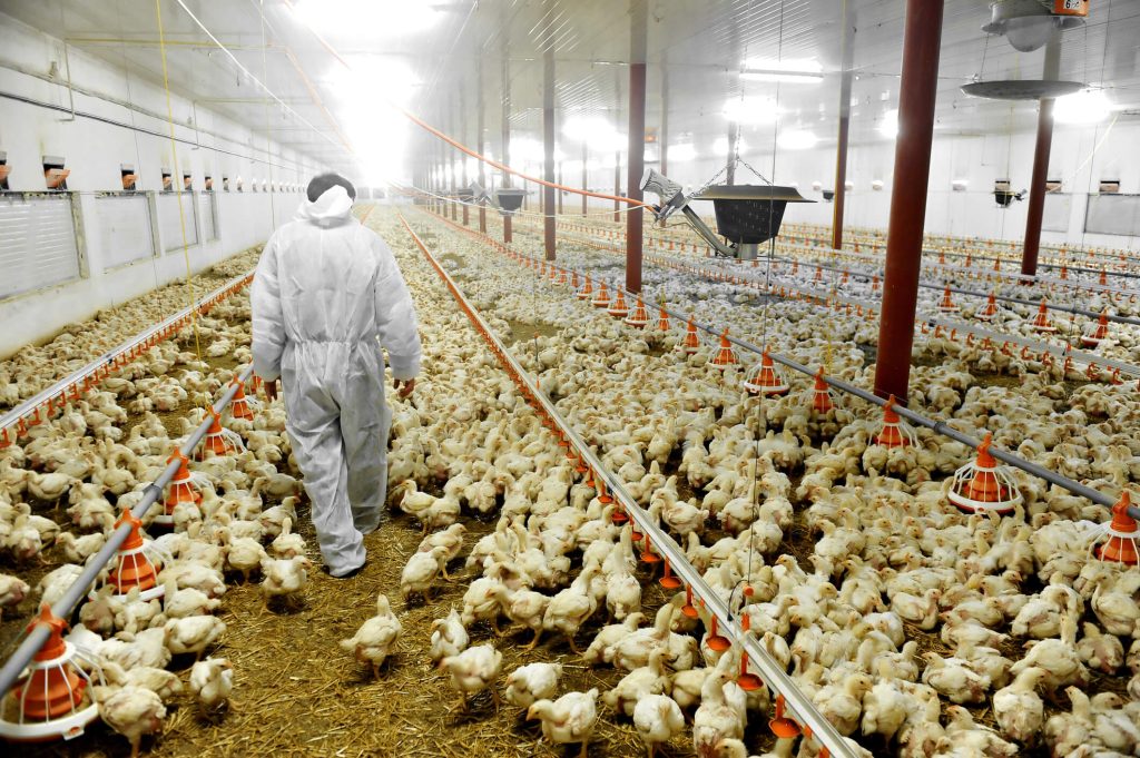 A male farmer walking inside a poultry farm