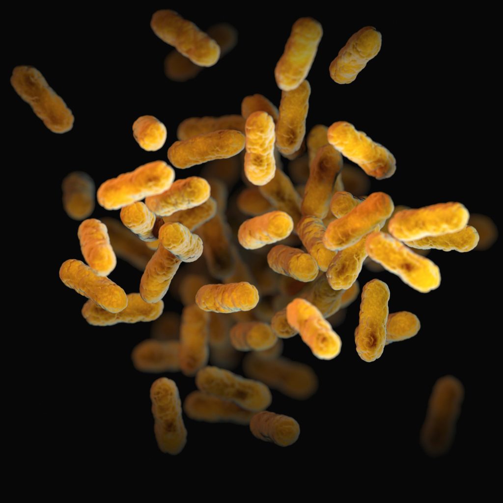 gut bacteria Firmicutes