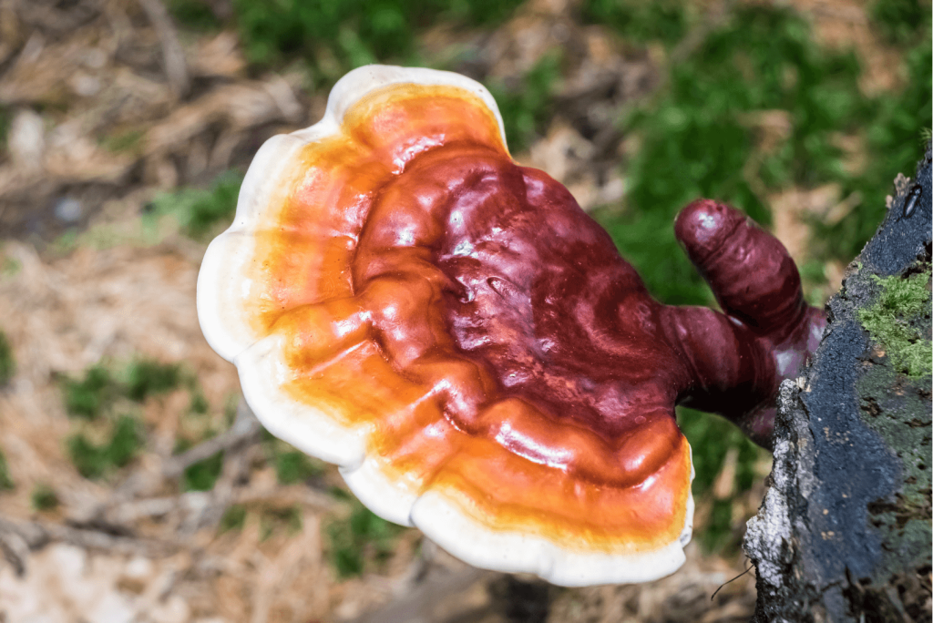 Ganoderma mushroom