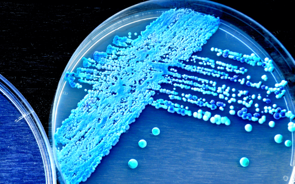 yeast petri dish