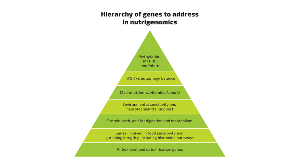 hierarchy of genes to address in nutrigenomics