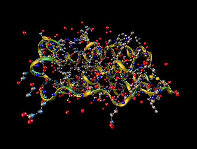 A ribbons + ball-and-stick model of a molecule of Human Leptin, a hormone produced by body fat. 