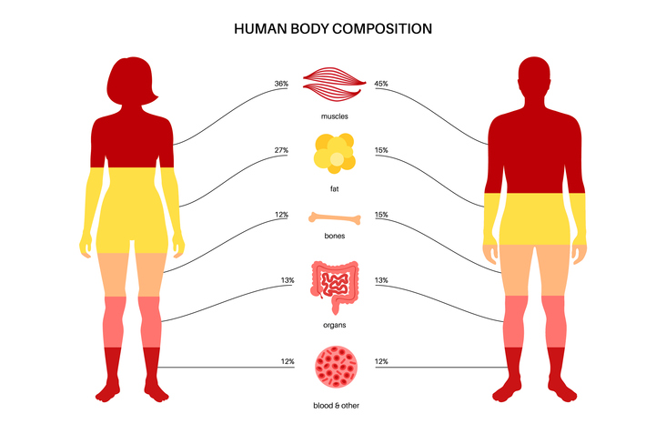 Human body composition infographic diagram in male and female silhouettes. Percentage proportions for muscle tissue, fat, blood, organs and bones. Medical information isolated flat vector illustration