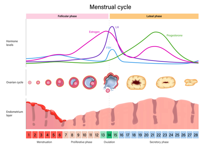 Menstrual cycle. Hormone levels, Ovarian cycle and Endometrium layer. Menstrual, proliferative ovulation and secretory phases. Follicular phase, ovulation and luteal phase.