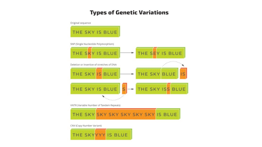 types of genetics variation 