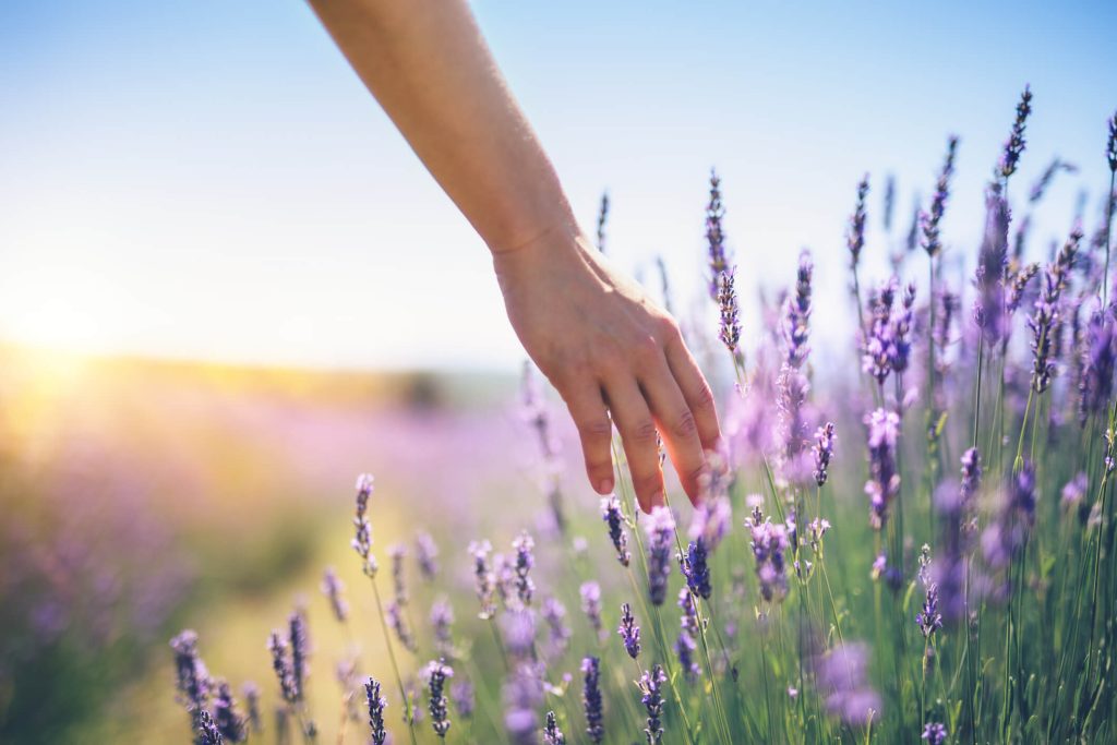 lavander field