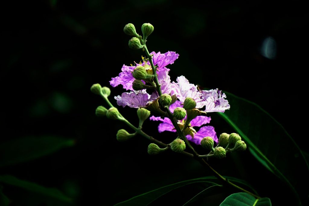 Banaba (Lagerstroemia speciosa) 