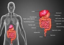 Digestion involves the breakdown of food into smaller and smaller components which can be absorbed and assimilated into the body.