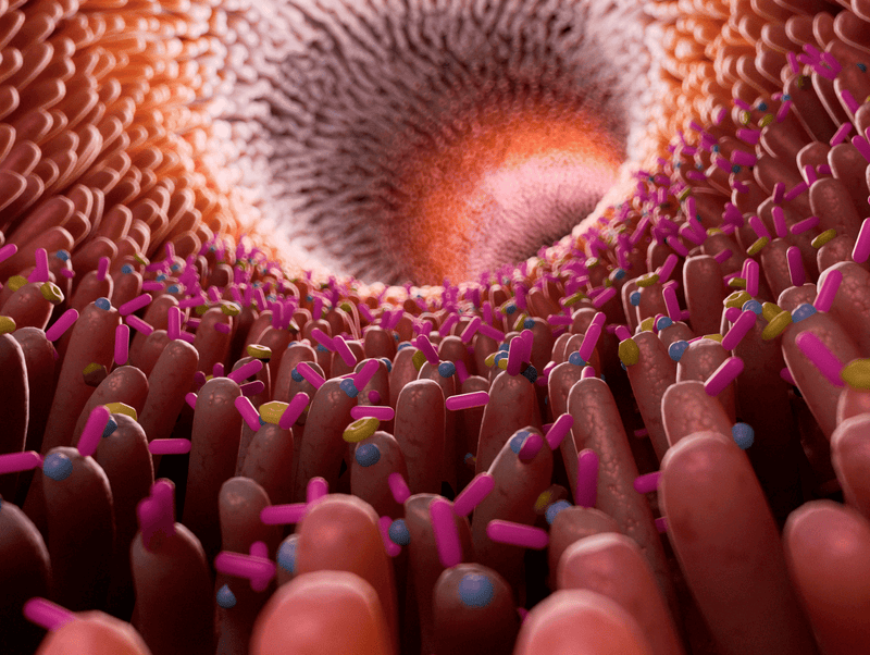 How Does Human Genetics Shape the Gut Flora and Microbiome?