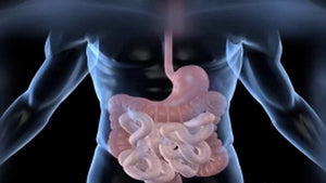 The Digestion Process – How Digestion Works
