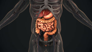 12 Signs You Have Suboptimal Digestion And How To Re-Optimize Your Gut