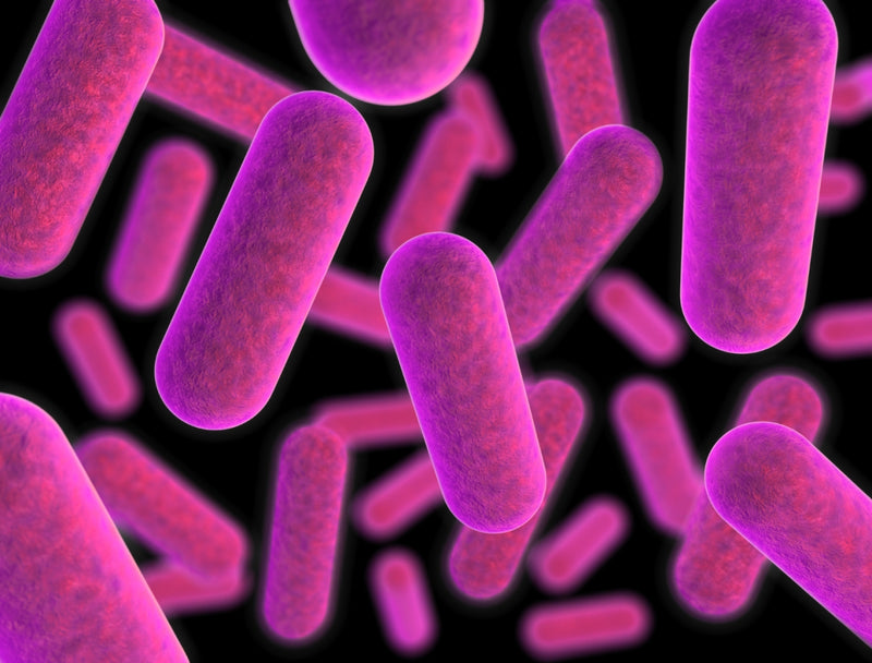 What Are Bacteroidetes And Firmicutes? How Can You Optimize Their Ratios?