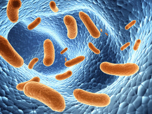 What are postbiotics?