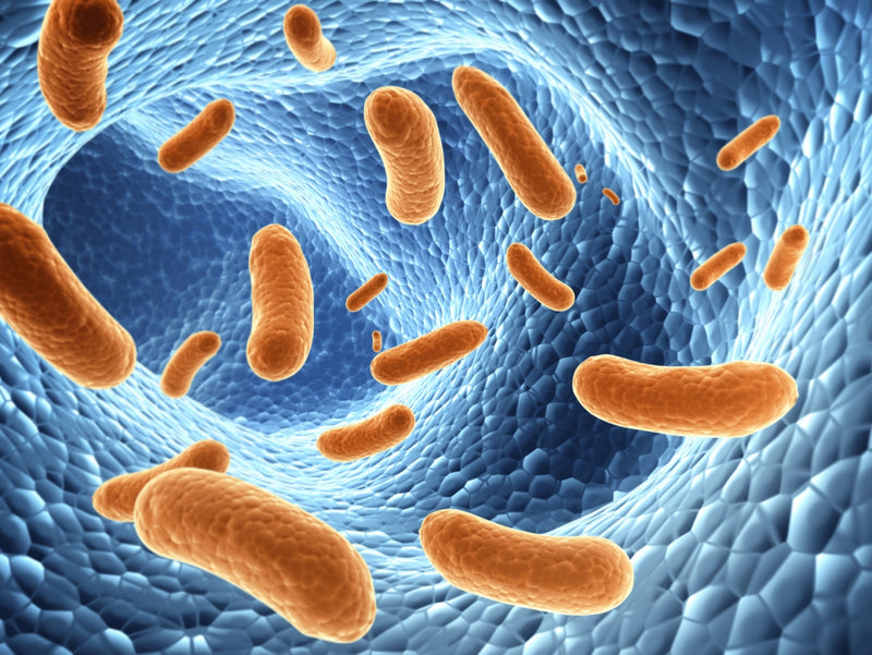 What are postbiotics?
