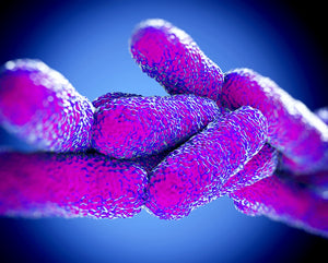 Everything You Need To Know About Gut Biofilm And Biofilm Disruptors