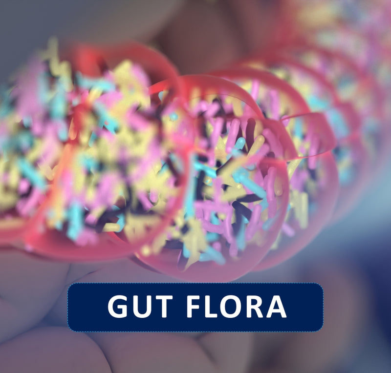 Exploring the Lactobacillus Plantarum Benefits from Probiotics
