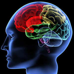 [Exclusive] What Is Good Brain Food? The Best Brain Foods & Supplements To Improve Memory