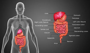 5 Stages of Digestion
