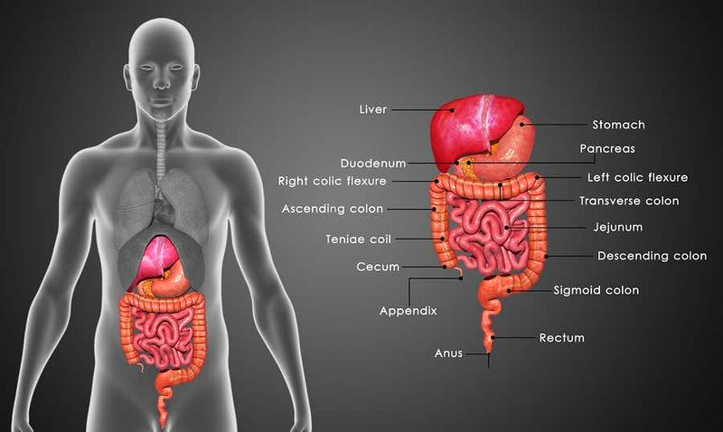 5 Stages of Digestion