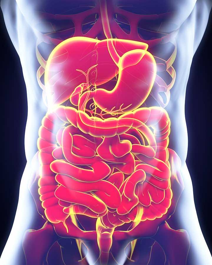 Probiotics And Your Immune System