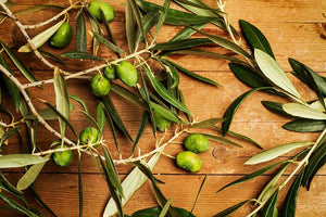 What Is Olive Leaf And How Can It Help You?