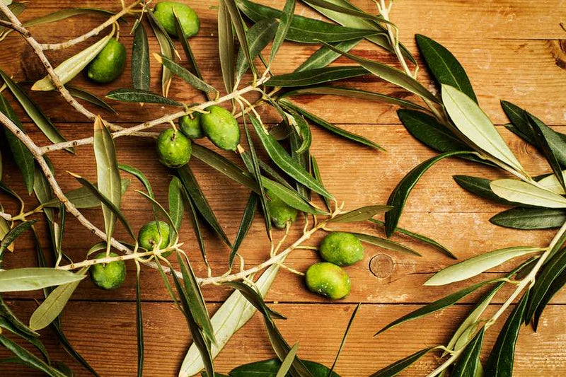 What Is Olive Leaf And How Can It Help You?