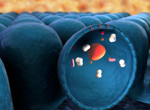 Everything You Need To Know About Enzymes