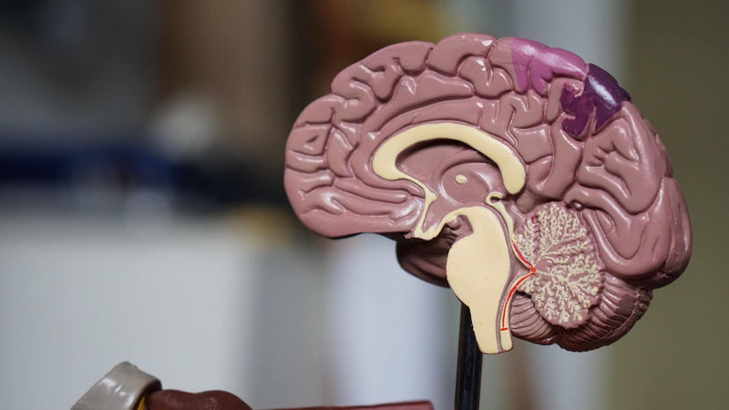 Biological Optimizer: Ways To  BiOptimize Your Brain
