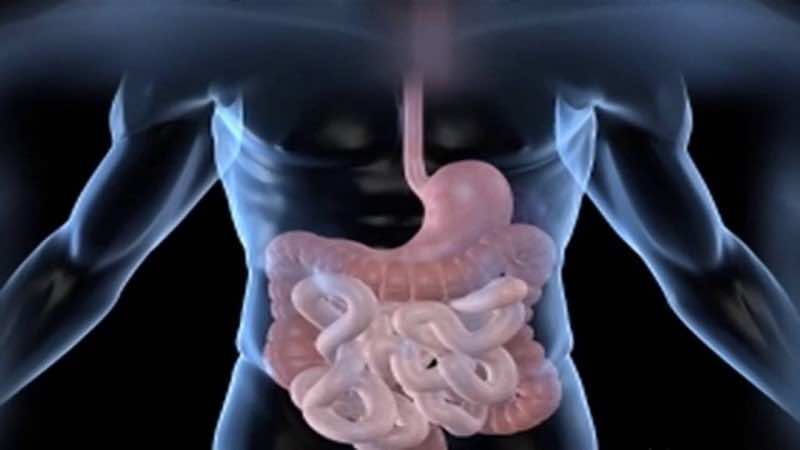 Digestion Process