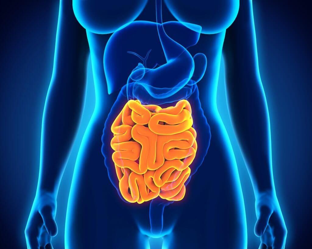 5 Stages Of Digestion Bioptimizers