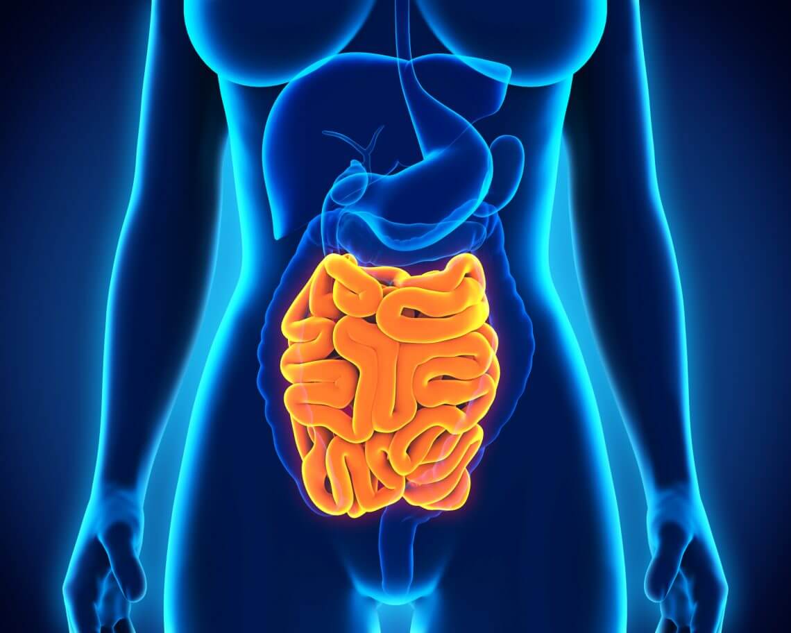 the-small-intestine-part-4-of-the-5-phases-of-digestion